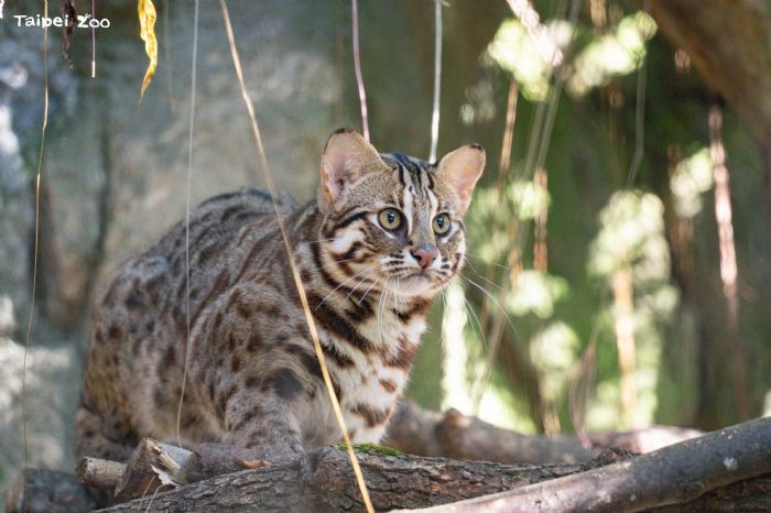 三隻石虎的新家物語！臺北市立動物園迎來「捲心餅」、「平平」、「阿給」化身保育大使守護臺灣原生之美